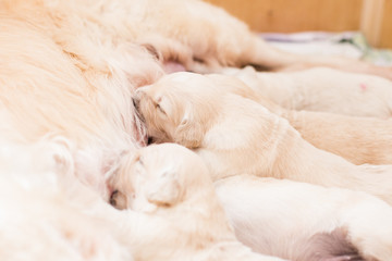 Obraz premium Group of cute beige golden retriever puppies have milk from their mom.