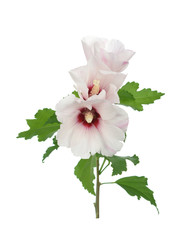 hibiscus