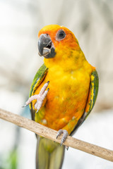 parrot on branch tree eating Pumpkin seed