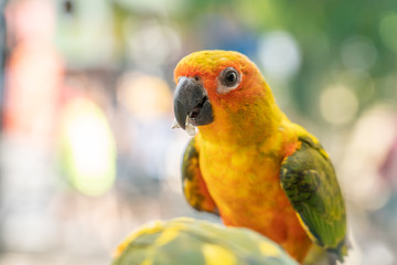 Yellow Parrot