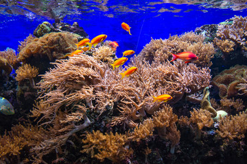 Fototapeta na wymiar coral, sea, seaweed, sea, urchin, clear, water,