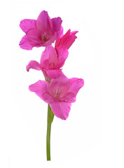 purple Gladiolus