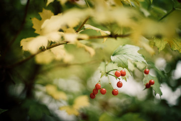 Obraz premium close-up berries of guelder rose with shallow DOF