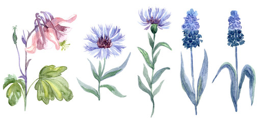 Watercolor wild flowers set or aquarelle plants