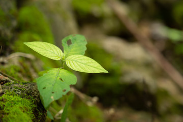 Small leaf growing up