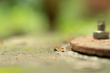 red ants alone on the concrete.
