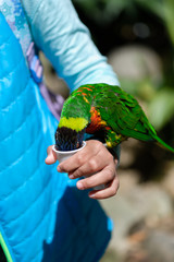 Happy young girl feeding a parrot by hand.