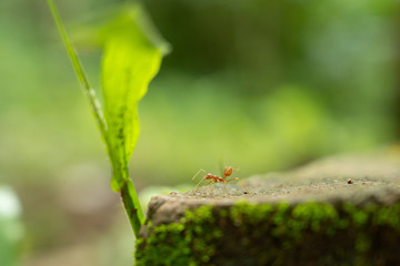 red ants alone on the concrete.