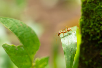 red ants walk alone adventure