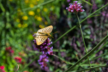 Yellow butterfly on purple flowers.