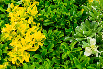 Green and Yellow Plants