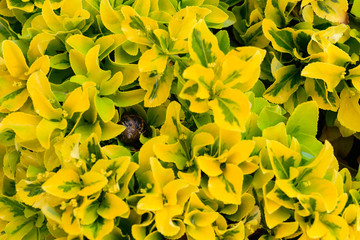 Bush of yellow and green leaves macro shot.