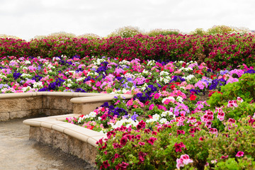 Colourful field of flowers in California.