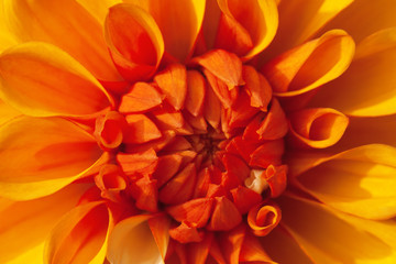 Close up of an orange yellow Dahlia