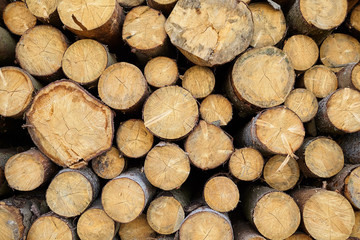 Deforestation. Logging сoniferous trees.  Pile of cut timber background.