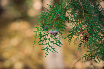 green spruce branch on blurred background