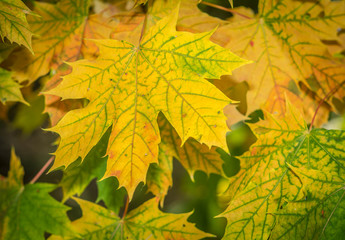 yellow and green Autumn Leaves Background