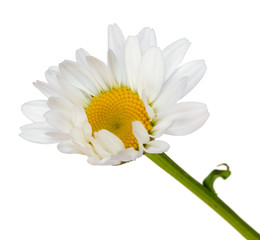 Lovely white Daisy (Marguerite) isolated on white background, including clipping path. Germany