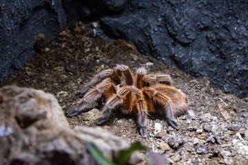 spider, tarantula, animal, arachnid, insect, nature, hairy, macro, wildlife, white, scary, fear, bug, isolated, pet, big, leg, red, wild, closeup, legs, pets, web, creepy, phobia