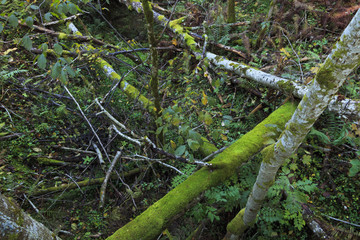 Wild forest at autumn.