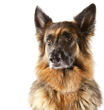 german shepherd grey muzzle