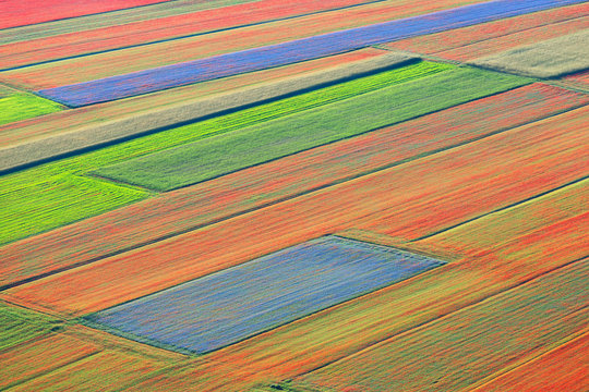 Lentil fields in bloom in Castelluccio di Norcia, Umbria