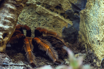 spider, tarantula, animal, arachnid, insect, nature, hairy, macro, wildlife, white, scary, fear, bug, isolated, pet, big, leg, red, wild, closeup, legs, pets, web, creepy, phobia