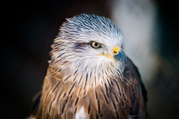 The black kite bird