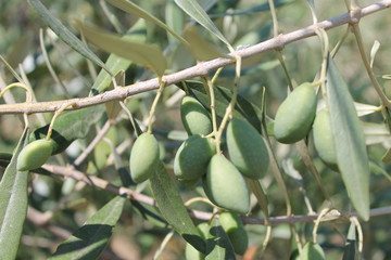 olive tree ,  olive wood