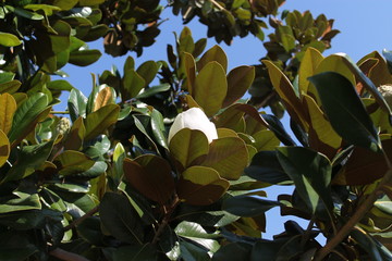 green leaves of a tree