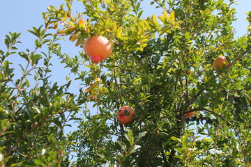 pomegranate ,  garnet