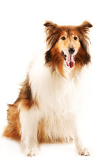 Sitting Rough Collie, three quarter view, isolated on white background