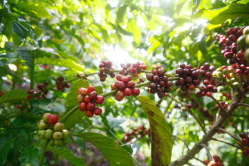 Robusta coffee berries farm.