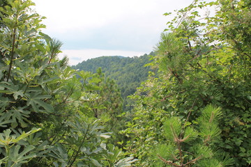 green tree in forest