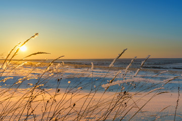 Winter landscape with dry frozen grass on the background of snow covered plain, blue sky and orange sun at sunset. Beautiful natural scenery