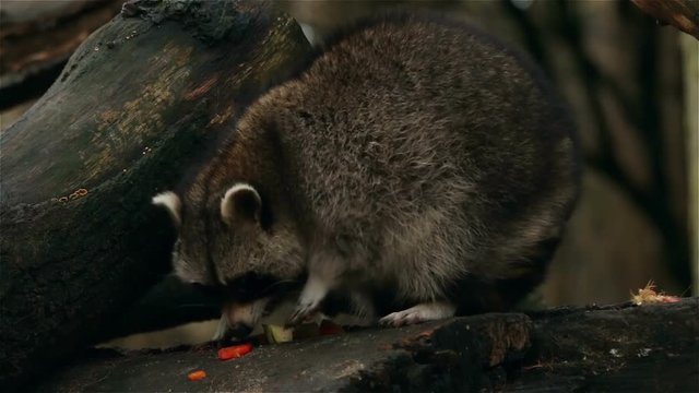 Racoon collects and eats food closeup