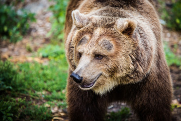 Beautiful brown bear detail