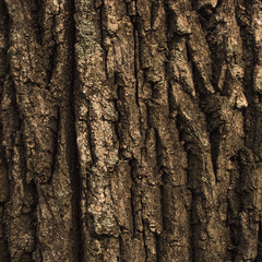 tree bark texture