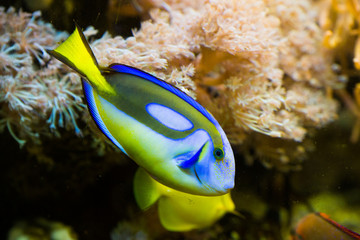 Blue yellow fish