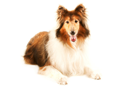 Lassie Dog Images – Browse 174 Stock Photos, Vectors, and Video