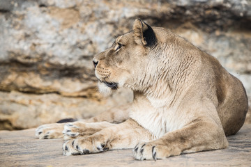 Fototapeta na wymiar Lioness on the rock