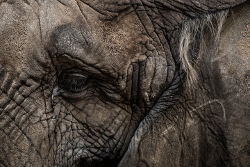 Fototapeta premium Detail of elephant eye