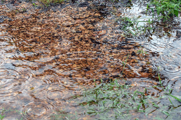 A gentle rainfall on a summer day in Missouri.