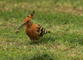 An African Hoopoe standing with a caterpillar in its beak.