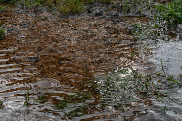 Rain drops in a puddle