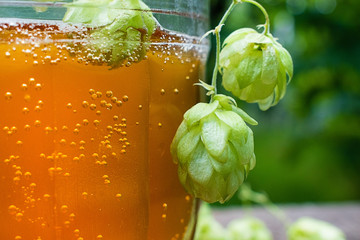 Close up view on Humulus hop cones and glass of cold beer at summer garden