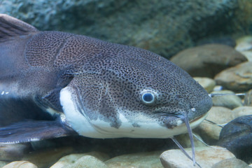 Engraved catfish in aquarium