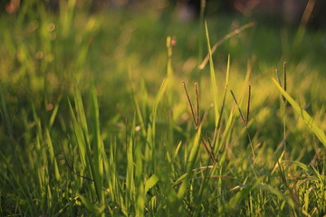 the grass green