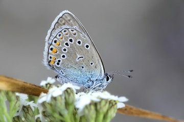 Amanda's blue butterfly