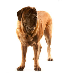 Standing English Mastiff, front view, isolated on white background